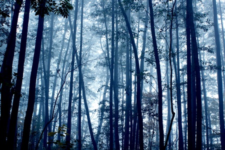 spooky foggy mystic dark forest scene