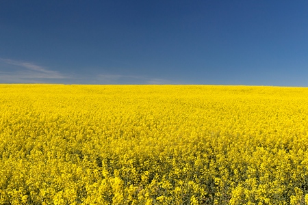 Field of bright yellow rapeseed in spring on blue sky. Rapeseed oil seed rape