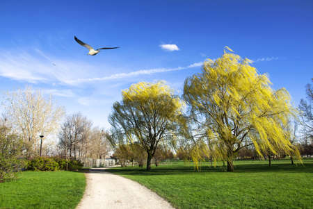 Yellow Trees and The Seagull in the beginning of the Spring Seasonの写真素材