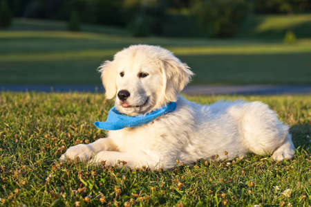 Pure Puppy Golden Retriever 12 weeks old in a park