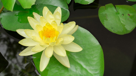 Yellow lotus in pondの写真素材