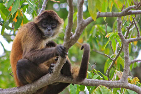 a monkey in a tree on Monkey Island in Lake Nicaragua