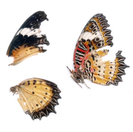 High res scan of Butterfly wings:

The butterfly was dead, no butterflies were personally harmed , though something must have eaten the juicy bit before we found the wings ;)の写真素材