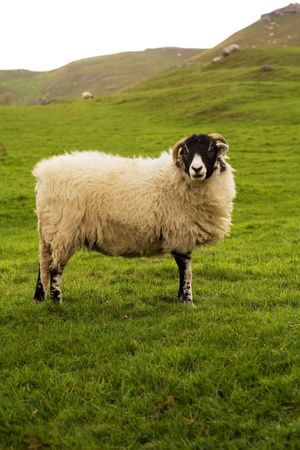 A sheep posing for the camera in the Yorkshire Dalesの写真素材