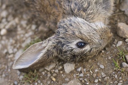 Rabbits are small mammals in the family Leporidae of the order Lagomorpha.
The European rabbit...