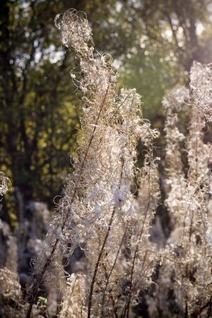 Rosebay Willowherb with the sun shining through it...
A tall, virtually hairless perennial of 1...