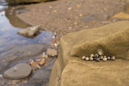 Sealife clinging to the rocks on the beach. Shellfish in cracks in the rocks.