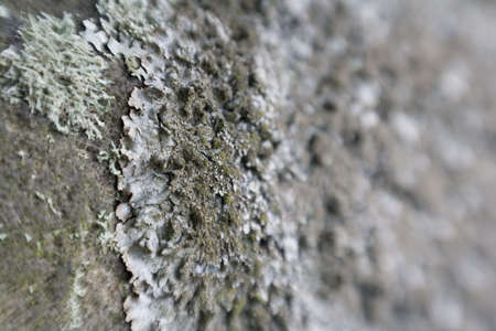 Close-up of Lichen on rocks shot with sweetspot lens.の写真素材