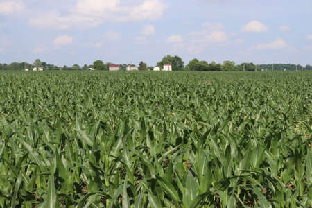 Small town Ohio's corn fields in early fall with the young corn growth. Farm town in the distance of the the fields.の写真素材