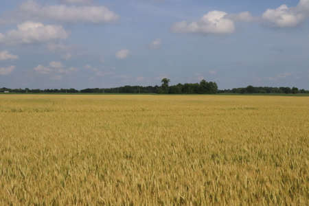 Free Flowing Wheat fields of ohio in the rural counties in mid summer.の写真素材