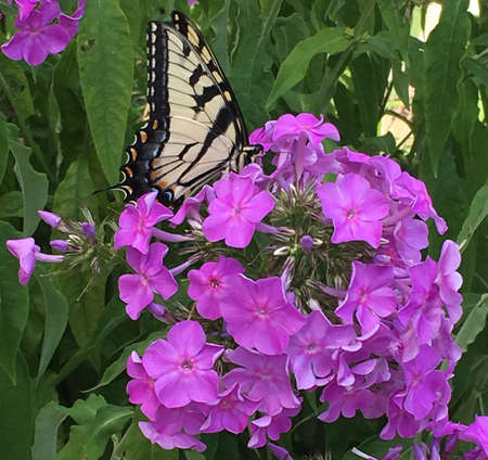 Monarch butterfly landing on purple flowersの写真素材