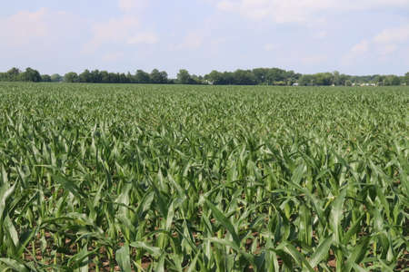 Small town Ohio's corn fields in early fall with the young corn growth. Farm town in the distance of the the fields.の写真素材