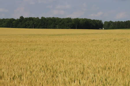 Free Flowing Wheat fields of ohio in the rural counties in mid summer.の写真素材