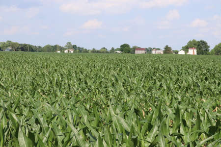 Small town Ohio's corn fields in early fall with the young corn growth. Farm town in the distance of the the fields.の写真素材