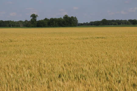 Free Flowing Wheat fields of ohio in the rural counties in mid summer.の写真素材
