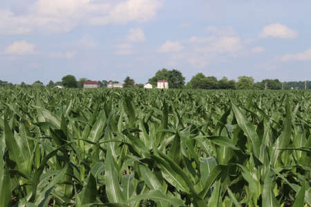 Small town Ohio's corn fields in early fall with the young corn growth. Farm town in the distance of the the fields.の写真素材