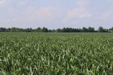Small town Ohio's corn fields in early fall with the young corn growth. Farm town in the distance of the the fields.の写真素材