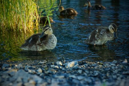 Two duckings clean themselves in a pond, with other ducklings in the backgroundの写真素材