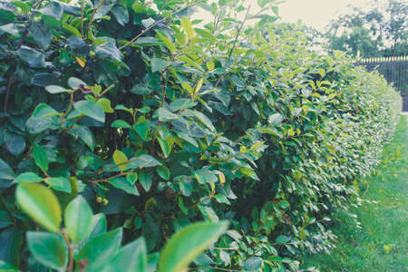 Bushes in the Parkの写真素材