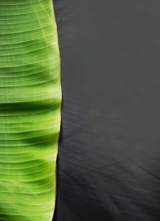 Traditional blank banana leaf with spices on dark background with space for textの素材