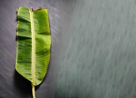 traditional of banana leaf on dark background with copy spaceの素材