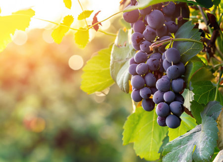 black Grap grows on a tree in the harvest garden on everning sun flareの素材