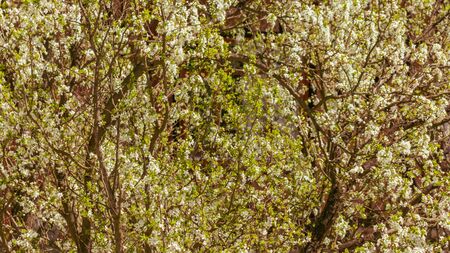Fresh flowers and trees in the springの写真素材