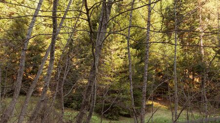Spring of Forest Kastamonu-Turkeyの写真素材