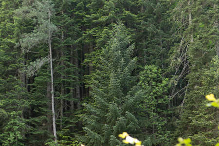 Very frequent and green pine forestの写真素材