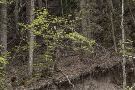 Trees and Roots preventing landslidesの写真素材
