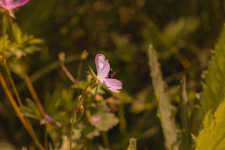 Feeding Bee on the Purple Flowerの写真素材