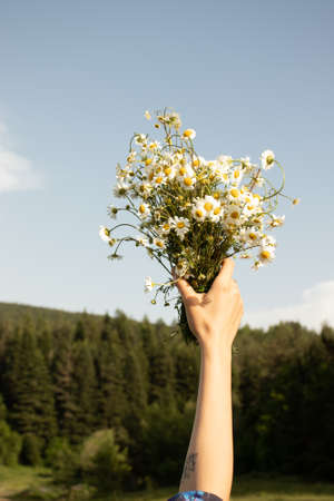 Daisies in female handsの写真素材