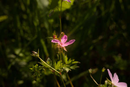 Wild Purple Flower In The Forestの写真素材