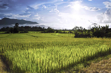 rice field with sunrayの写真素材