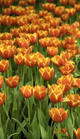 beautiful patten of orange tulipの写真素材