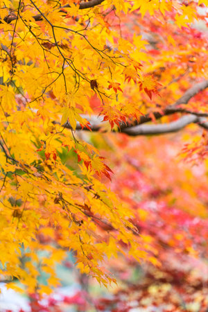 Autumn leaves in Kyoto, Japanの写真素材