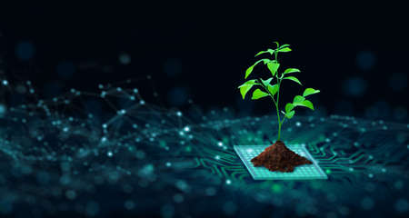 Tree with soil growing on  the converging point of computer circuit board. Blue light and wireframe network background. Green Computing, Green Technology, Green IT, csr, and IT ethics Concept.の素材 [FY310169738606]