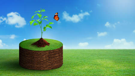 Plant growing on row of soil with green grass on and butterfly. Nature and Blue sky Background. Agriculture, Sustainable plant growth, World Ecology, and Saving environment Concept.の写真素材