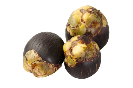 Asian Palmyra palm on white background.の写真素材