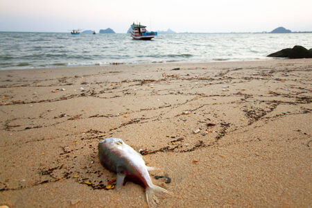 it not clean water sea or poison in the water.の写真素材