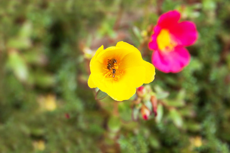 Little bee in Portulaca flower in gardenの写真素材