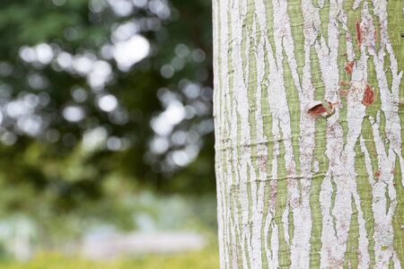 Bark tree is green and white stripes in blur backgroundの写真素材
