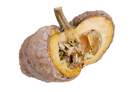 dissect the pumpkin in longtime on isolated white の写真素材