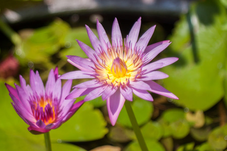 Purple lotus flower opened on a pond with yellow centerの写真素材