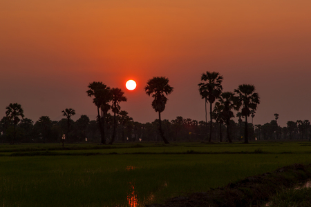 Sunset in summer with palm tree and paddyの写真素材