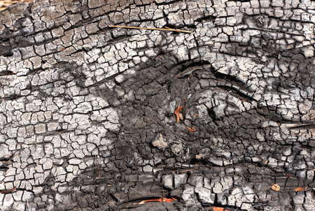 charcoal. Made from wood burning. The resulting surface is unique. For creation idea Dry skin, black skin from the sun.の写真素材