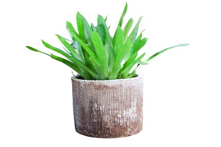 Ornamental trees in pots for decorate in desing for indoors or outdoors. isolated on white with clipping pathsの写真素材