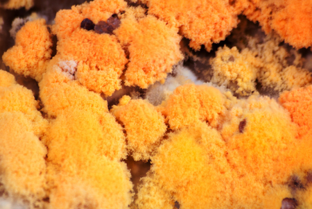 Mold growing rapidly on moldy rice in yellow and orange sporesの写真素材