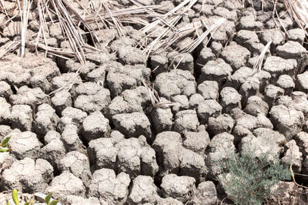 Mangrove forest in parched land nature ground full of salt on the skin. selective focus on a front