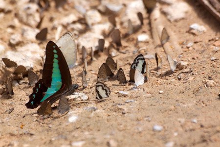 Diversity of butterfly species,Butterfly eating Salt licks on ground at Ban Krang Camp, Kaeng Krachan national park Phetchaburi,Thailandの写真素材